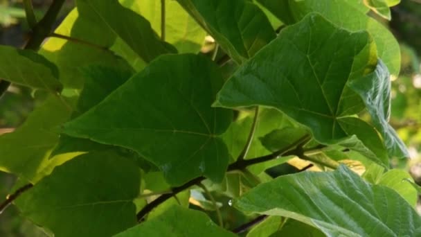 Sluitingsbladeren terwijl waterstralen Paulownia boombladeren drenken — Stockvideo