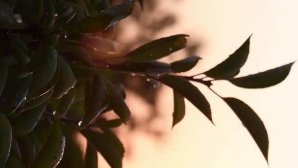 Ramos agitados de cerejeira com folhas molhadas no fundo dourado do pôr do sol — Vídeo de Stock