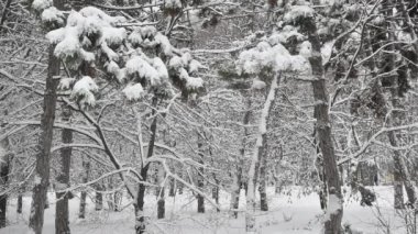 Karla kaplı topraklarda çam ağaçlarının arasında düşen karla birlikte kış ormanı manzarası