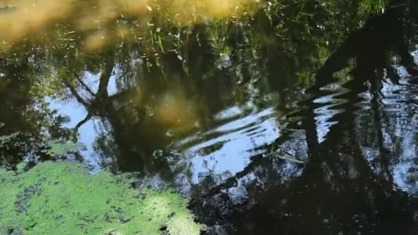 Gebroken golvend oppervlak van zoetwaterplas met wazige reflectie van boombladeren — Stockvideo