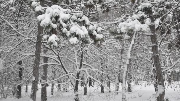 Paisagem de floresta de inverno com queda de neve entre pinheiros em terra coberta de neve — Vídeo de Stock