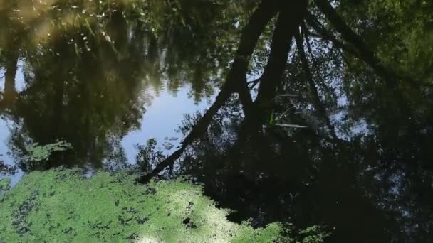 Спокойная поверхность пресноводного озера с водяными горками, образующими круги — стоковое видео