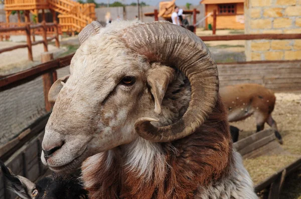 农村牛场木制畜栏成年公羊的圈养头 — 图库照片