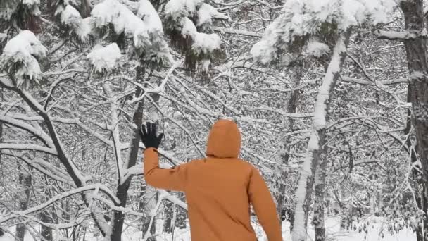 Pessoa irreconhecível pular e puxar galho de árvore de pinho para cair neve — Vídeo de Stock