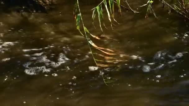 Rama de junco con hojas flotando en el agua sucia burbujeante de la inundación del río — Vídeos de Stock