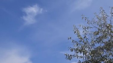 Dallanan dallar ve gümüşüzümü yapraklarıyla bulutlu zaman çizelgesi hızlanır