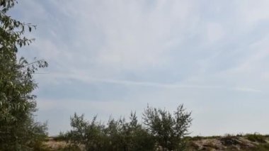 Dalgalanan dallar ve gümüşüzümü yapraklarıyla gökyüzü zaman atlaması