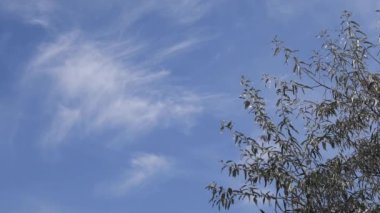 Dalgalanan dalları ve gümüşi ağaç yapraklarıyla bulutlu bir manzara.
