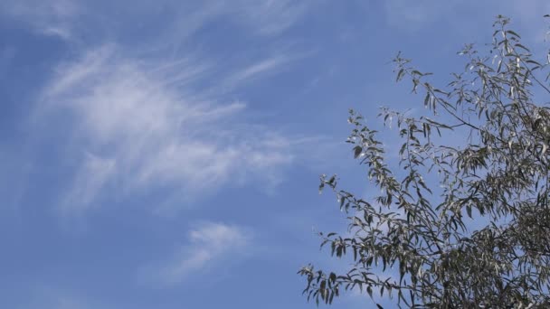 Cloudscape με φτερουγίσματα κλαδιά και ασημένια φύλλα από silverberry δέντρο — Αρχείο Βίντεο