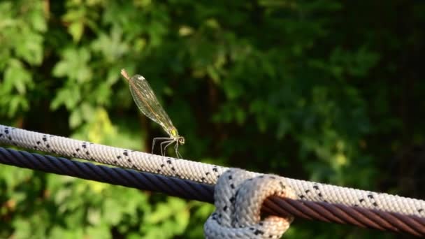 Smala insektsfjärilar med genomskinliga vingar sitter på rep och flyger iväg — Stockvideo