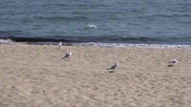 Kimsenin olmadığı sakin bir deniz manzarası ve sahil kumsalında martılar