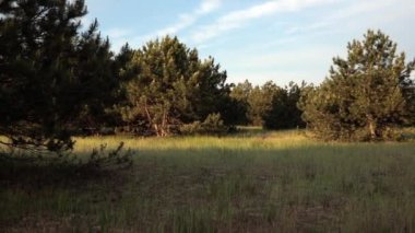 Kozalaklı sonbahar ormanları ve sonbahar çayırları.