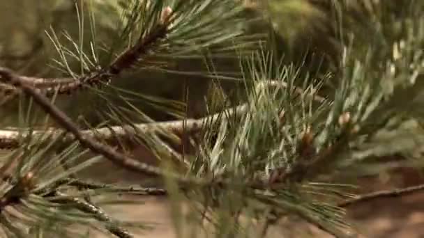 Ramos de pinheiro balançando no vento na floresta de coníferas — Vídeo de Stock