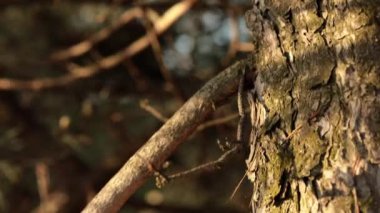 Çam ağacının gövdesinin çatlamış kabuğu ormandaki yeşil yosunlarla kaplanmış.