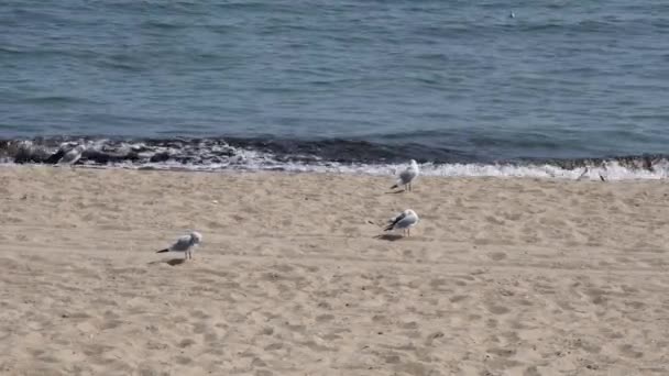 Tranquillo paesaggio marino con nessuno e gabbiani a riva sabbia spiaggia — Video Stock