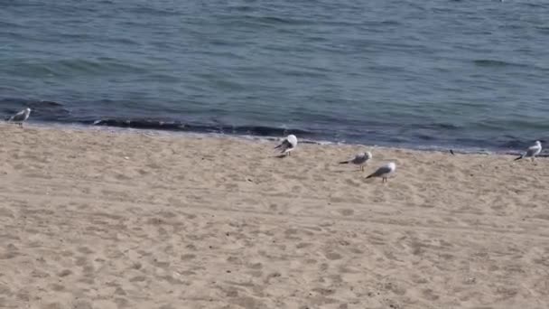 Mare con nessuno e gabbiani a riva sabbia spiaggia — Video Stock