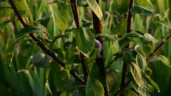 Frutos y hojas de ciruelo húmedo en el jardín durante el riego — Foto de Stock