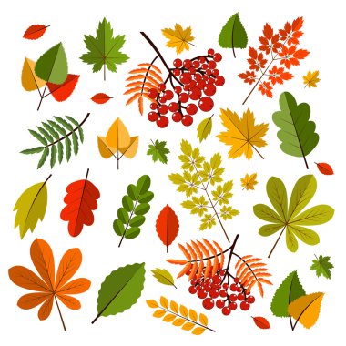 Beyaz arka plan üzerinde renkli sonbahar yaprakları toplama güzel izole