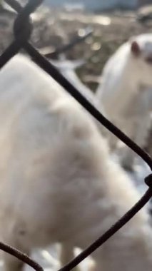 Kısa boynuzlu keçi, boynunda beyaz keçi, Keçi bir memeli..