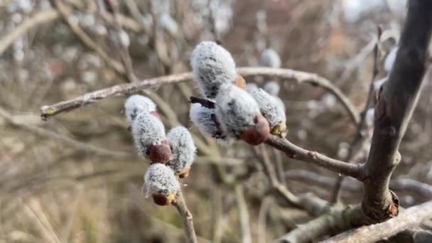 Pussy-willow branches with catkins, spring background. — Stock Video