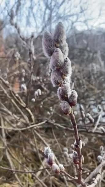 Pussy-willow branches with catkins, spring background. — Wideo stockowe