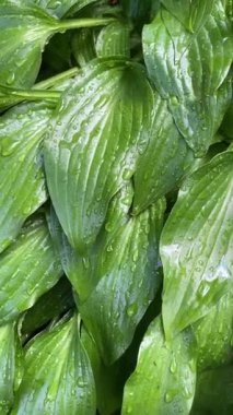 Rüzgarda sallanan bir ağacın zengin yeşil yaprakları. Yeşil ortam dikey videosu.