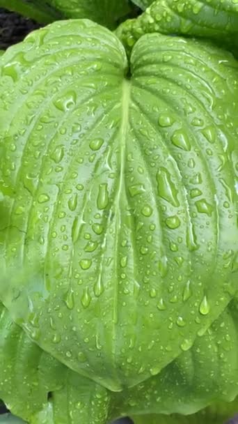 Hojas verdes ricas de un árbol ondeando con viento. Entorno verde vídeo vertical. — Vídeos de Stock