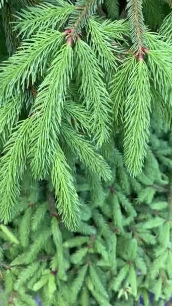 Foglie verdi ricche di un albero che ondeggia nel vento. Ambiente verde video verticale. — Video Stock