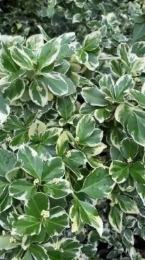 Rüzgarda sallanan bir ağacın zengin yeşil yaprakları. Yeşil ortam dikey videosu.