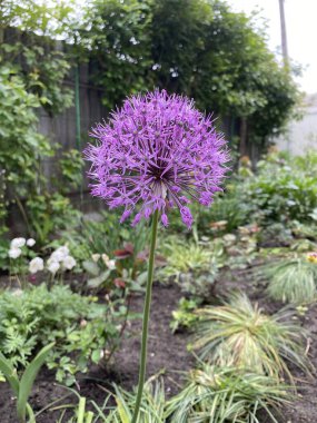 Yeşil yapraklar doğal arka plan yaz yeşili ormanı. Yaprak döşeme mevsimi.