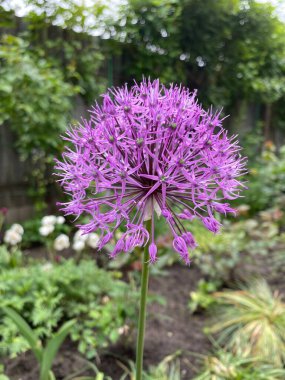 Yeşil yapraklar doğal arka plan yaz yeşili ormanı. Yaprak döşeme mevsimi.