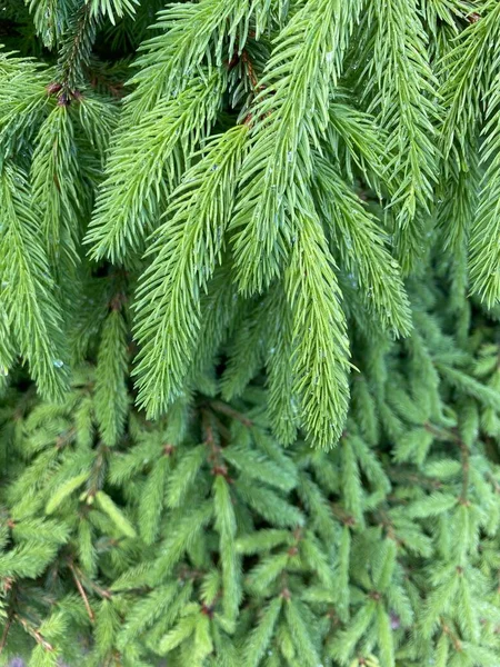 Green Leaves Natural Background Summer Foliage Green Forest Leaf Geenery — Stock Photo, Image