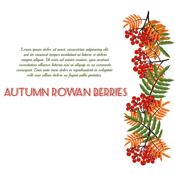 Autumn pattern with rowan berries. Nature background.  Fall colorful floral background. Elegant floral  pattern — Stock Vector