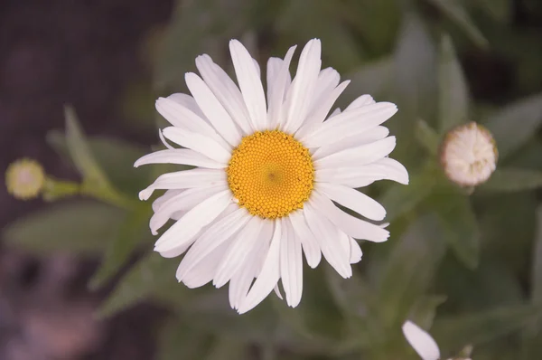 Grama verde e camomilas na natureza — Fotografia de Stock