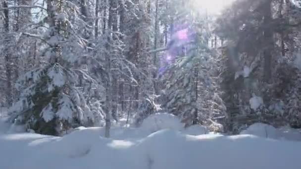 Märchenhafter Winterwald — Stockvideo