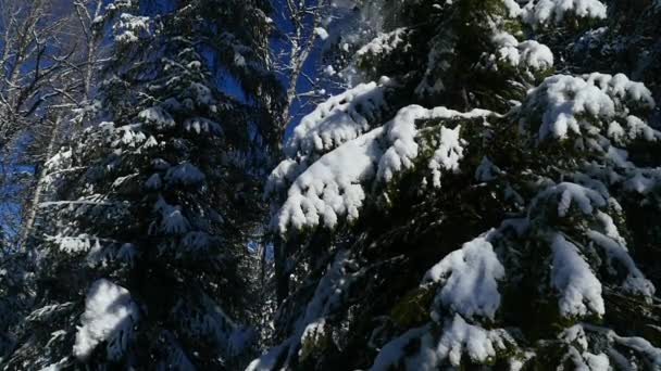 Schnee fällt von der Fichte — Stockvideo