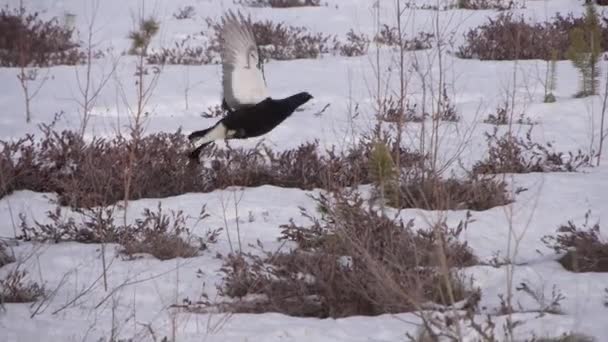 Grouse takes off in sky — Stock Video