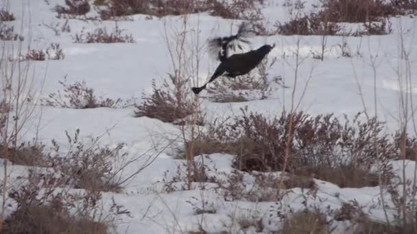 Grouse takes off in sky — Stock Video