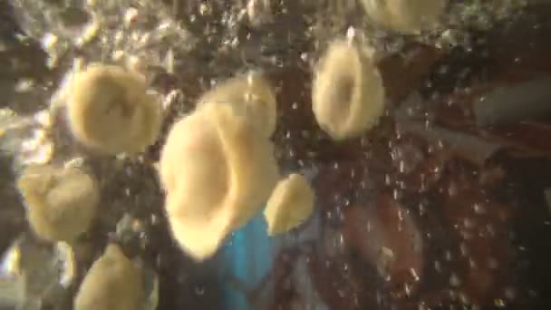 Throw the ravioli in boiling water — Stock Video