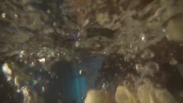 Gooien de ravioli in kokend water — Stockvideo