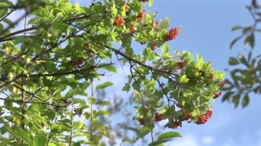 Meyve ve kartopu şube