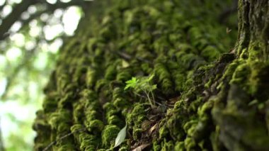 Yosunlu ağacının gövde