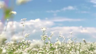 güzel buğday alanı