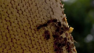 Arılara petek üzerinde kaynıyor