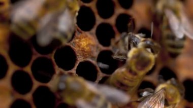 Arılar nektarı bala çevirir.