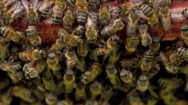 Arılar nektarı bala çevirir.