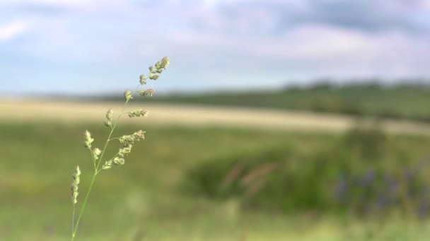 Weide gras zwaaien in de wind — Stockvideo