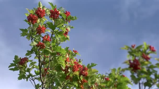 Frukt och viburnum gren — Stockvideo