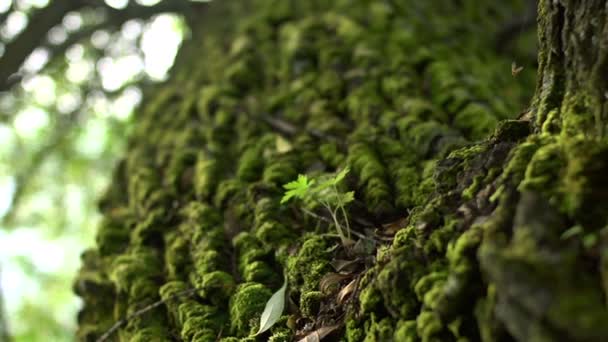 Bagagliaio di albero muschiato — Video Stock