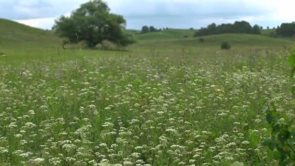 Padang rumput hijau dan langit biru — Stok Video